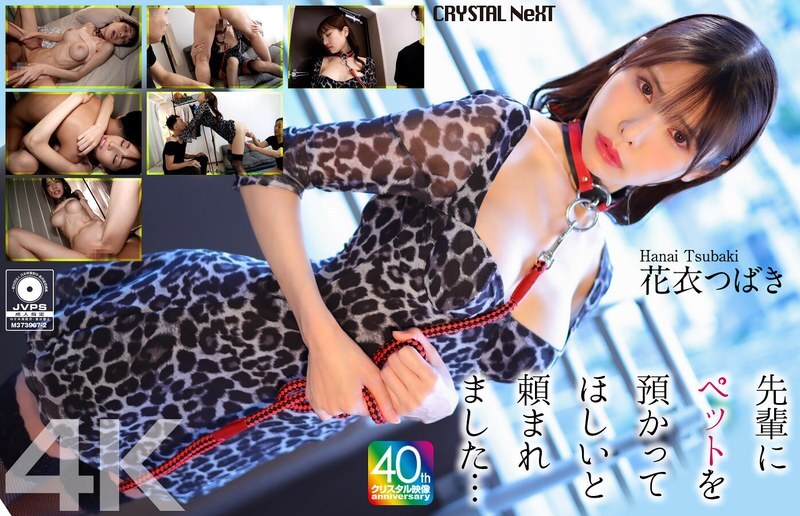 [4K] 선배님께서 애완동물을 돌봐달라고 부탁하셨어요... 꽃옷 입은 츠바키